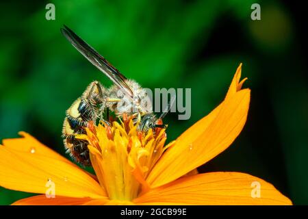 Bild von Bienenwolf oder Bienenwölfen (Philanthus) auf gelber Blume auf natürlichem Hintergrund. Sind Bienenjäger oder Bienenmörder Wespen., Insekt. Tier. Stockfoto