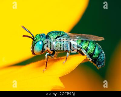 Bild der Ceratina (Pithitis) Smaragdula auf gelber Blume auf natürlichem Hintergrund. Biene. Insekt. Tier. Stockfoto