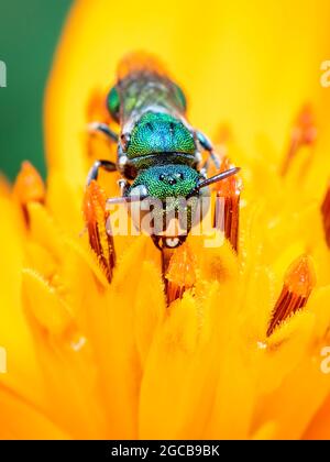 Bild von Ceratina (Pithitis) Smaragdula auf gelben Blütenpollen sammelt Nektar auf einem natürlichen Hintergrund. Biene. Insekt. Tier. Stockfoto