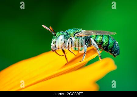 Bild der Ceratina (Pithitis) Smaragdula auf gelber Blume auf natürlichem Hintergrund. Biene. Insekt. Tier. Stockfoto