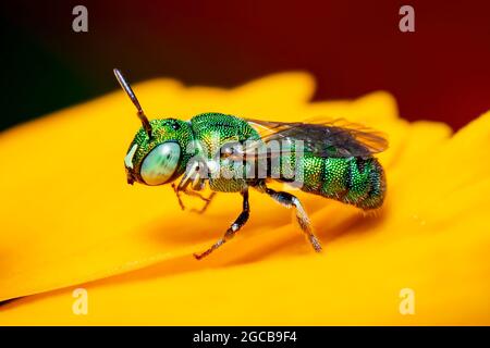 Bild der Ceratina (Pithitis) Smaragdula auf gelber Blume auf natürlichem Hintergrund. Biene. Insekt. Tier. Stockfoto