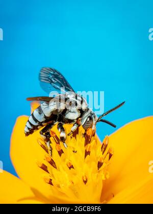 Bild von Neon-Kuckuckbiene (Thyreus nitidulus) auf gelben Blütenpollen sammelt Nektar auf blauem Hintergrund mit Raum verschwommen Hintergrund für Text. Insekt. Stockfoto