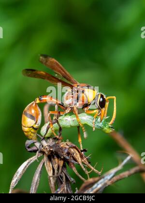 Bild von Papierwespe fress den Wurm Opfer. Auf einem natürlichen Hintergrund. Insekt. Tier. Stockfoto