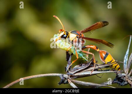 Bild von Papierwespe fress den Wurm Opfer. Auf einem natürlichen Hintergrund. Insekt. Tier. Stockfoto