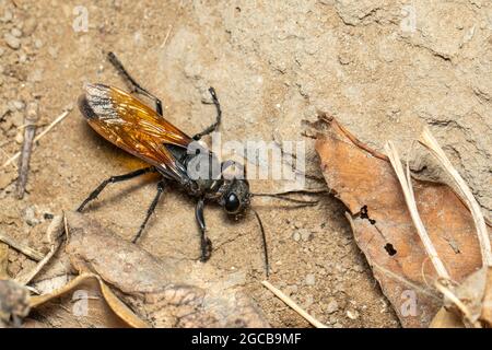 Bild von Sandgräberwespe auf dem Boden Hintergrund., Insect. Tier. Stockfoto