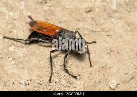 Bild von Sandgräberwespe auf dem Boden Hintergrund., Insect. Tier. Stockfoto