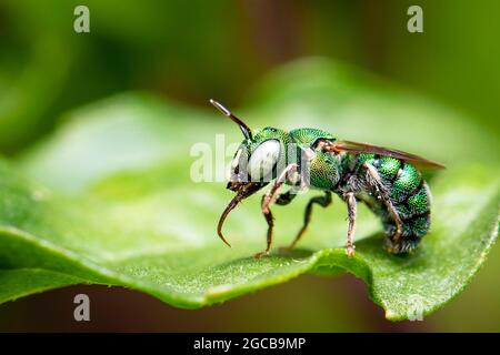 Bild der Ceratina (Pithitis) Smaragdula auf grünem Blatt auf natürlichem Hintergrund. Biene. Insekt. Tier. Stockfoto