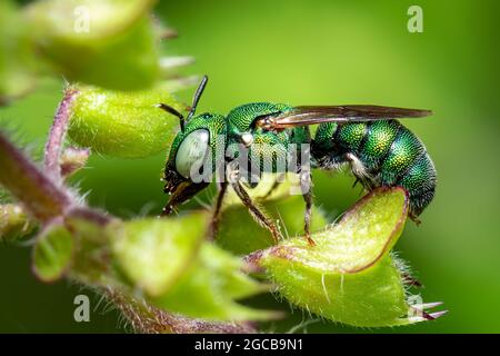 Bild der Ceratina (Pithitis) Smaragdula auf grünem Blatt auf natürlichem Hintergrund. Biene. Insekt. Tier. Stockfoto