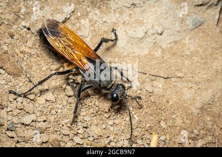 Bild von Sandgräberwespe auf dem Boden Hintergrund., Insect. Tier. Stockfoto