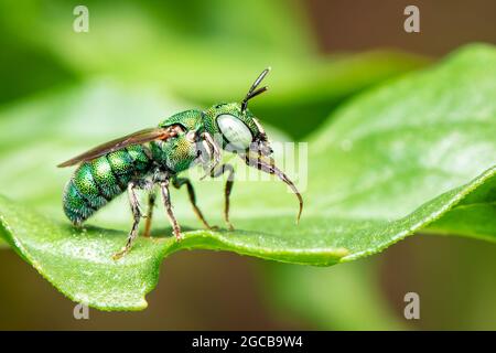 Bild der Ceratina (Pithitis) Smaragdula auf grünem Blatt auf natürlichem Hintergrund. Biene. Insekt. Tier. Stockfoto