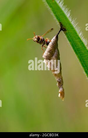 Bild der gewöhnlichen Papierwespe (Ropalidia fasciata) und des Wespennestes vor dem Hintergrund der Natur. Insekt. Tier Stockfoto