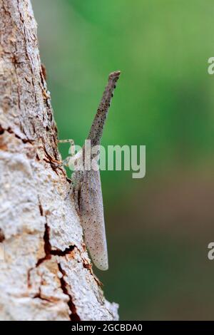 Bild von Laternenwanze oder Zanna sp auf Baum. Insekt. Tier Stockfoto