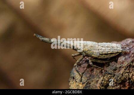 Bild von Laternenwanze oder Zanna nobilis Nymphe auf den Zweigen auf einem natürlichen Hintergrund. Insektentier. Stockfoto