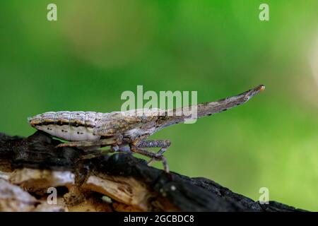 Bild von Laternenwanze oder Zanna nobilis Nymphe auf den Zweigen auf einem natürlichen Hintergrund. Insektentier. Stockfoto