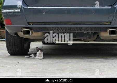 Streunende Katze versteckt sich unter dem Auto. Kätzchen liegt unter dem Auto, um dem heißen Wetter zu entkommen Stockfoto