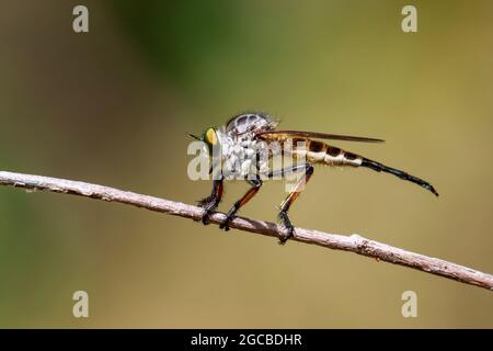 Abbildung einer Raubfliege (Asilidae) auf einem Ast auf dem natürlichen Hintergrund. Insekt. Tier. Stockfoto