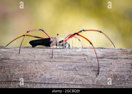 Bild der schwarzen Orb-Weberspinne (Nephila kuhlii) auf einem Baum. Insekt. Tier Stockfoto