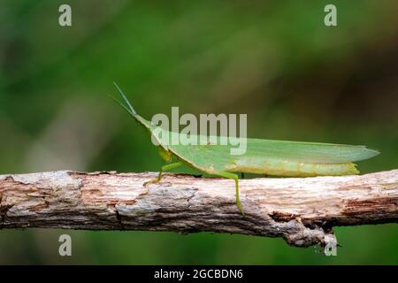 Bild eines schrägen mediterranen Grasshoppers (Acrida ungarica) auf einem braunen Ast. Insekt. Tier Stockfoto