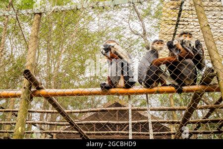 CUC Phuong National Forest in Ninh Binh Provinz Nordvietnam Stockfoto