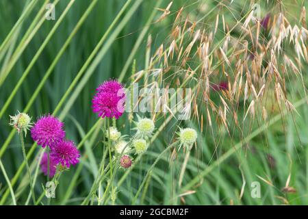 Knautia macedonica und Stipa gigantea. Scheußliches und goldenes Hafergras Stockfoto