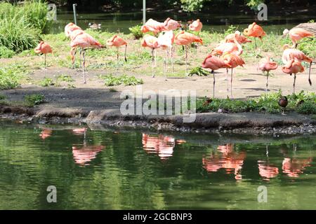 Köln sehr schöner Zoo Garten Stockfoto