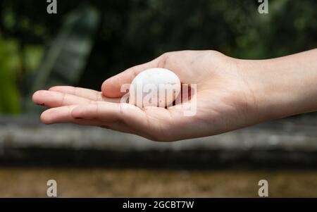 Weißes Taubenei auf einer jungen Hand Nahaufnahme Stockfoto