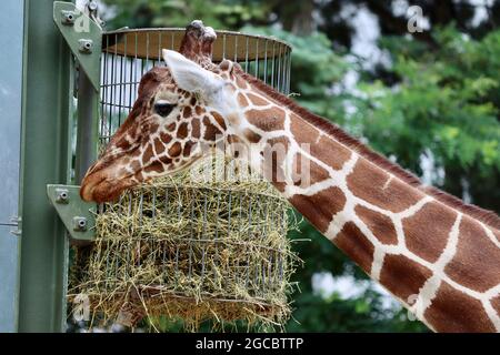 Köln sehr schöner Zoo Garten Stockfoto