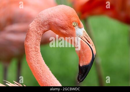 Köln sehr schöner Zoo Garten Stockfoto