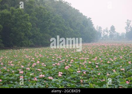 Die schönste Nelumbo nucifera Blume in Gbangladesh Stockfoto