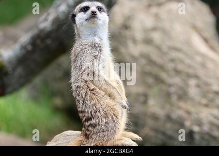 Köln sehr schöner Zoo Garten Stockfoto