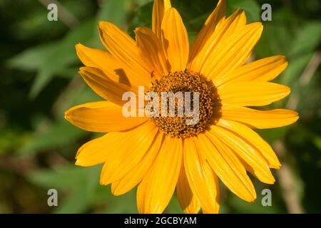 Heliopsis helianthoides, raue Ochsenaugen-gelbe Blüten in Wiesencloseup selektiver Fokus Stockfoto