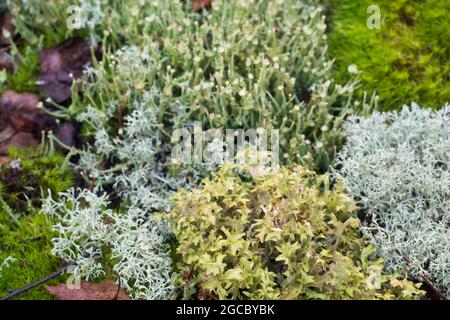 cladonia arbuscula shrubby Cup Flechten , Cetraria islandica, echte Island Flechten und Moos Nahaufnahme Stockfoto