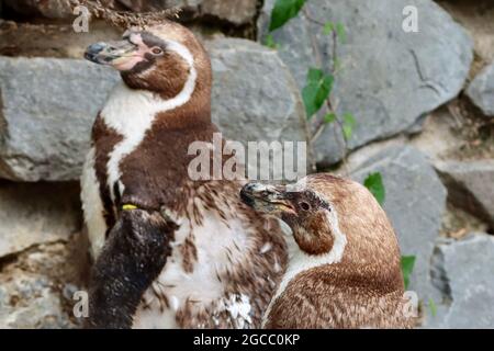 Köln sehr schöner Zoo Garten Stockfoto