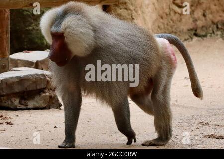 Köln sehr schöner Zoo Garten Stockfoto