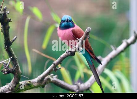 Köln sehr schöner Zoo Garten Stockfoto