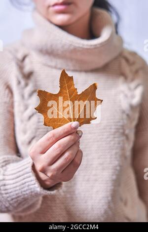 Die Frau hält in der Hand ein Herbstblatt. Orangefarbenes Herbstblatt in den Händen einer Frau. Kurzer Schuss einer jungen Frau in einem warmen Pullover mit herbstlichem Blatt Stockfoto
