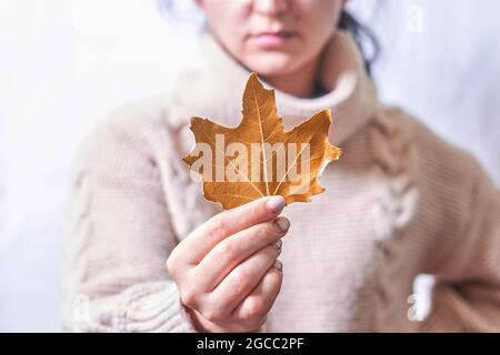 Die Frau hält in der Hand ein Herbstblatt. Orangefarbenes Herbstblatt in den Händen einer Frau. Kurzer Schuss einer jungen Frau in einem warmen Pullover mit herbstlichem Blatt Stockfoto