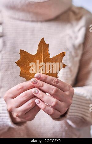 Die Frau hält in der Hand ein Herbstblatt. Orangefarbenes Herbstblatt in den Händen einer Frau. Kurzer Schuss einer jungen Frau in einem warmen Pullover mit herbstlichem Blatt Stockfoto