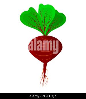 Rote Bete isoliert auf weißem Hintergrund. Rote Rübe mit grünen Blättern Symbol. Bio und gesundes Gemüse. Einfaches, flaches Design. Vektorgrafik für Aktien Stock Vektor