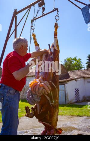 Aradac, Vojvodina, Serbien - 21. Mai 2016: Der Metzger entfernt mit einem Messer den Darm, die Innereien aus den Eingeweiden des Schweins und legt sie in einen großen Kunststoff Stockfoto