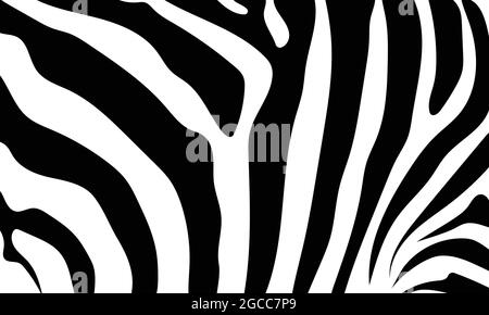 Abstrakte Hintergrundhaut eines Zebras, weiße und schwarze Farbe. Wilde Tiere. Stock Vektor