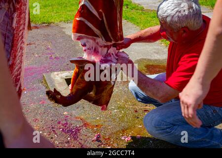 Aradac, Vojvodina, Serbien - 21. Mai 2016: Der Metzger verwendet scharfes Messer und schneidet das Vorderbein, rohen Schweineham, Hackfleisch auf kleinen Stücken, andere Stockfoto