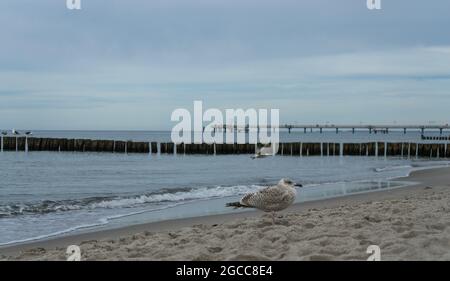 Möwe am ostseestrand bei Graal-Müritz im Hintergrund eine fliegende Möwe Stockfoto