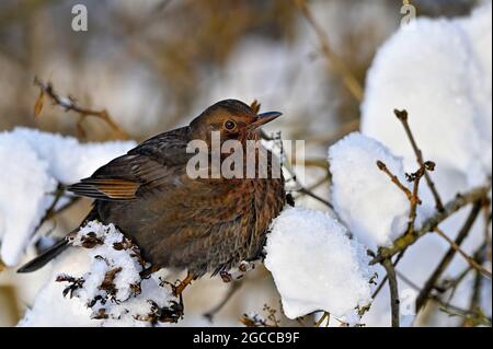 Blackbird friert im schneebedeckten Busch Stockfoto