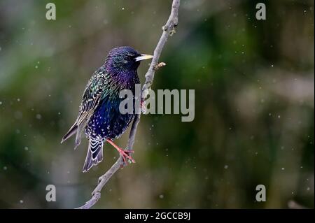 'Early Bird' Starling sind zurück, um den Frühling zu genießen, aber der Frühling ist noch nicht da. Der Winter drängt zurück. Stockfoto