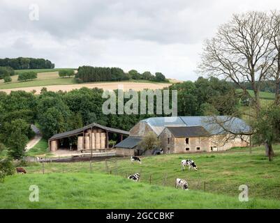 Schwarze und weiße Kühe in der Nähe des alten Bauernhofes in den französischen ardennen bei charleville in frankreich Stockfoto