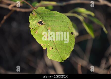 Blumen und Insekten Stockfoto