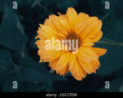 Tithonia diversifolia ist eine blühende Pflanze, die allgemein als der Baum Ringelblume, Mexican tournesol, mexikanische Sonnenblume, japanische Sonnenblume bekannt ist Stockfoto