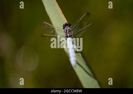 Blue Chaser oder seltene Chaser Libellula fulva (Libellula fulva), Großbritannien Stockfoto