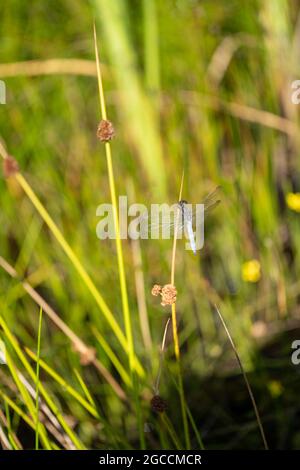 Blue Chaser oder seltene Chaser Libellula fulva (Libellula fulva), Großbritannien Stockfoto